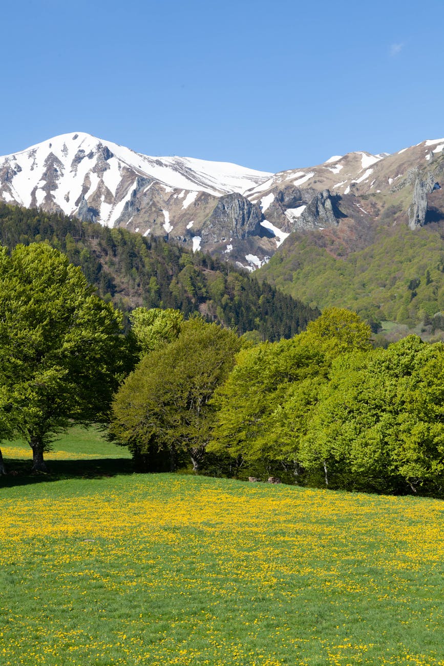 meadow in mountains